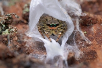 Schorsmarpissa (Marpissa muscosa) 2-2015 1868